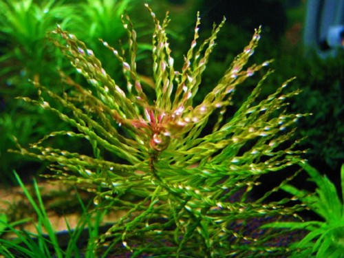 LUDWIGIA INCLINATA CURLY.jpg