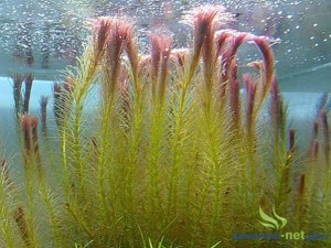 ROTALA VIETNAM