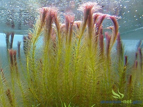 ROTALA VIETNAM.jpg