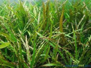 CRYPTOCORYNE SPIRALIS