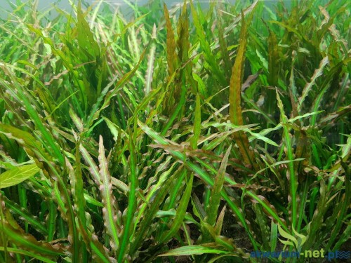 CRYPTOCORYNE SPIRALIS.jpg
