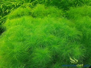 ERIOCAULON SETACEUM 