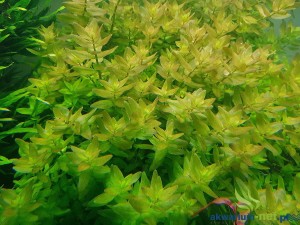BACOPA CAROLINIANA - 5 SZT.