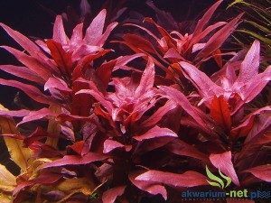 LUDWIGIA PERUENSIS