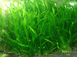 VALLISNERIA ASIATICA