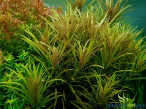POGOSTEMON KIMBERLEY