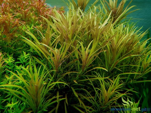 POGOSTEMON KIMBERLEY.jpg
