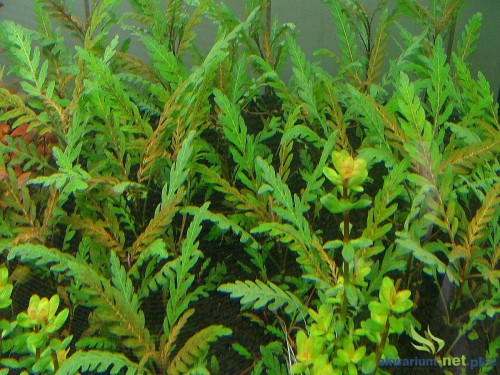 HYGROPHILA PINNATIFIDA.JPG