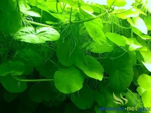 HYDROCOTYLE LEUCOCEPHALA