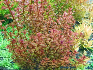 LUDWIGIA SENEGALENSIS GUINEA