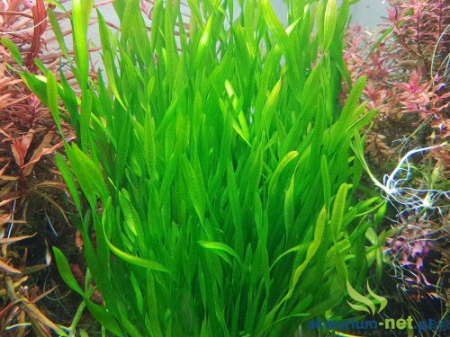 VALLISNERIA TORTIFOLIA.jpg