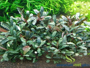 BUCEPHALANDRA DEEP PURPLE