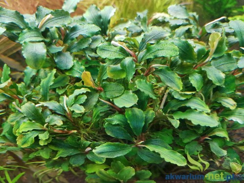 BUCEPHALANDRA WAVY GREEN.jpg