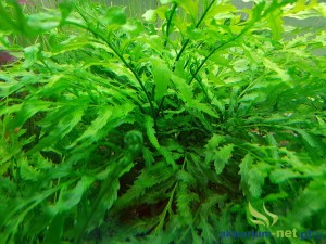 BOLBITIS HEUDELOTII