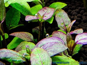 ACMELLA REPENS