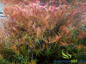 ROTALA HONG KONG - 5 SZT.