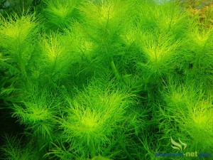 HYGROPHILA BALSAMICA
