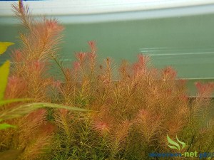 ROTALA WALLICHII - 5 SZT.