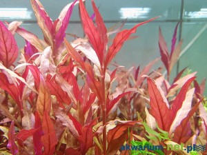 ALTERNANTHERA SPLENDIDA