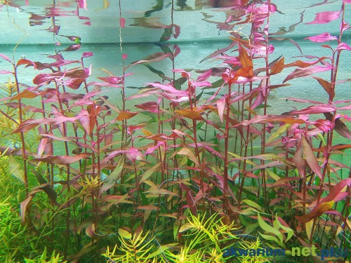 PERSICARIA SP. SAO PAULO.jpg