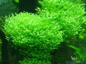 RICCIA FLUITANS
