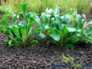 BUCEPHALANDRA GREEN VELVET