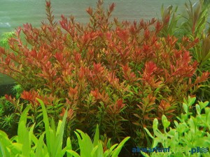 ROTALA ORANGE JUICE - 5 SZT.