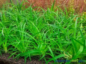 ERIOCAULON TAIWAN