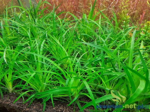 ERIOCAULON TAIWAN.jpg