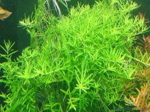 ROTALA GREEN - 5 SZT.