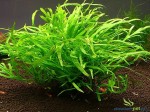 MICROSORIUM PTEROPUS TRIDENT