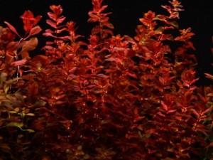 ROTALA MACRANDRA MINI TYPE 4