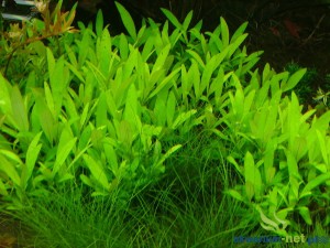 HYGROPHILA SIAMENSIS 53B - 5 SZT.