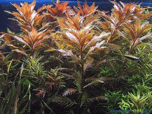 PROSERPINACA PALUSTRIS.jpg