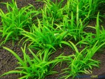 SAGITTARIA PUSILLA