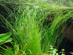ELEOCHARIS VIVIPARA - 50 SZT.
