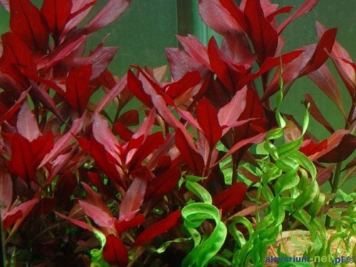 LUDWIGIA REPENS RUBIN.jpg