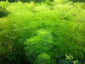 LIMNOPHILA AQUATICA