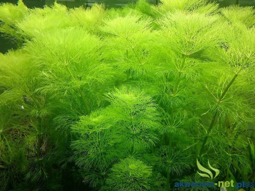 LIMNOPHILA AQUATICA.JPG