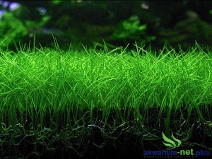 ELEOCHARIS PARVULA - 50 SZT.