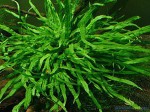 MICROSORIUM PTEROPUS NARROW