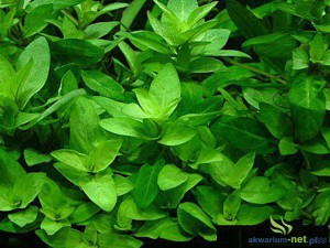 STAUROGYNE REPENS - 5 SZT.