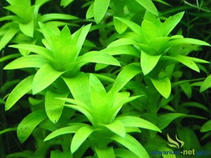 TONINA FLUVIATILIS