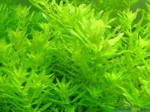 EUSTERALIS NARROW