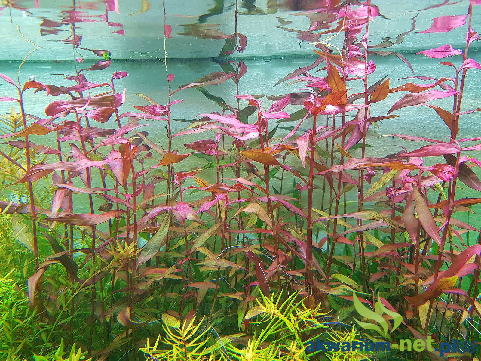 PERSICARIA SP SAO PAULO Sklep AKWARIUM NET Ro liny Akwariowe Sole 